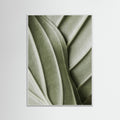White Wood Verdant Folds