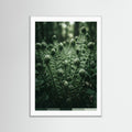 White Wood Verdants Depths