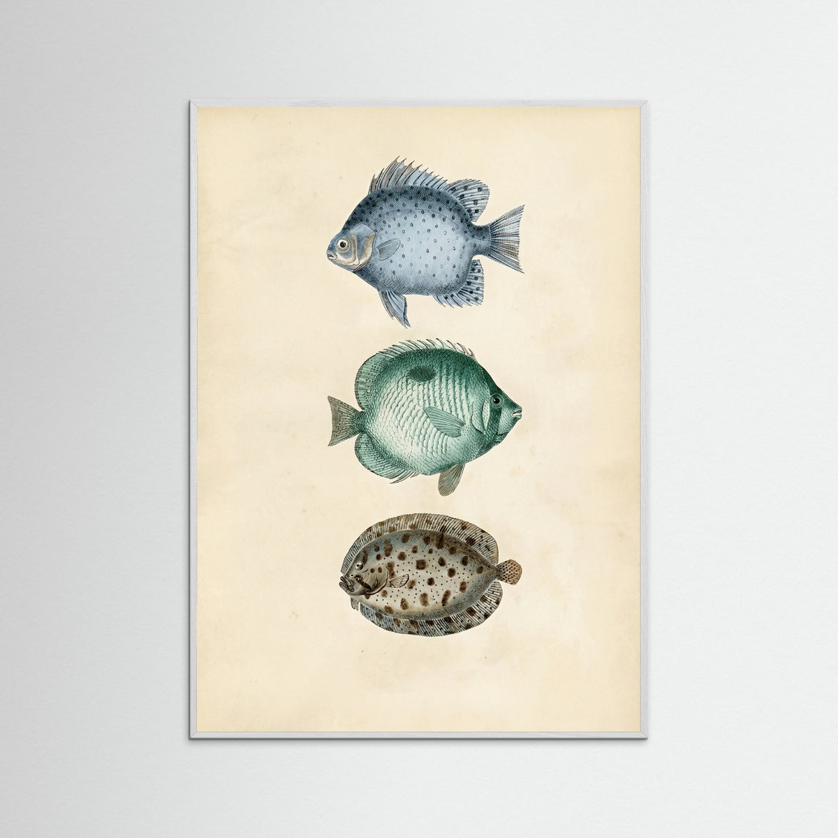 White Wood Vintage Ichthyology Studies