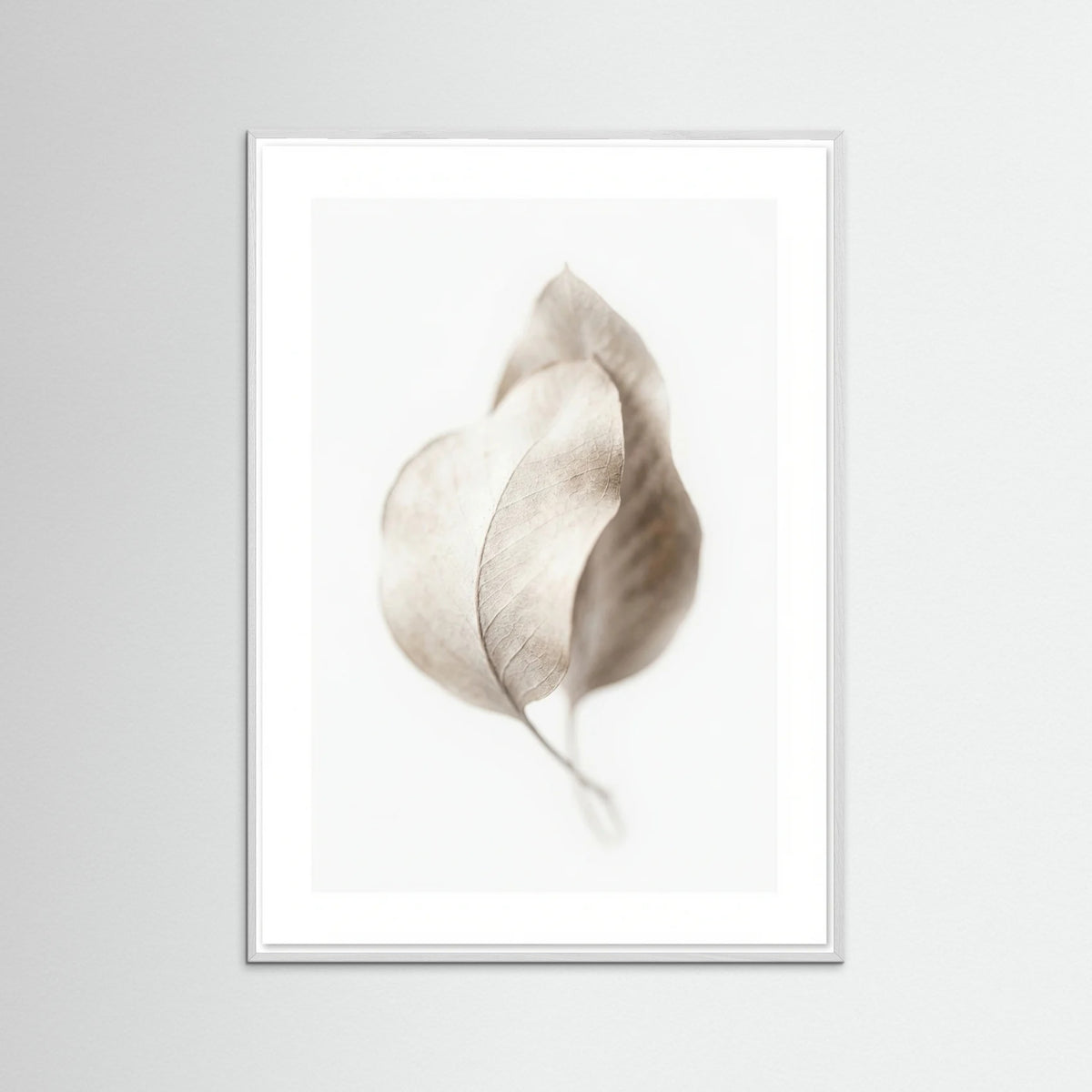 White Wood Whispering Plumes