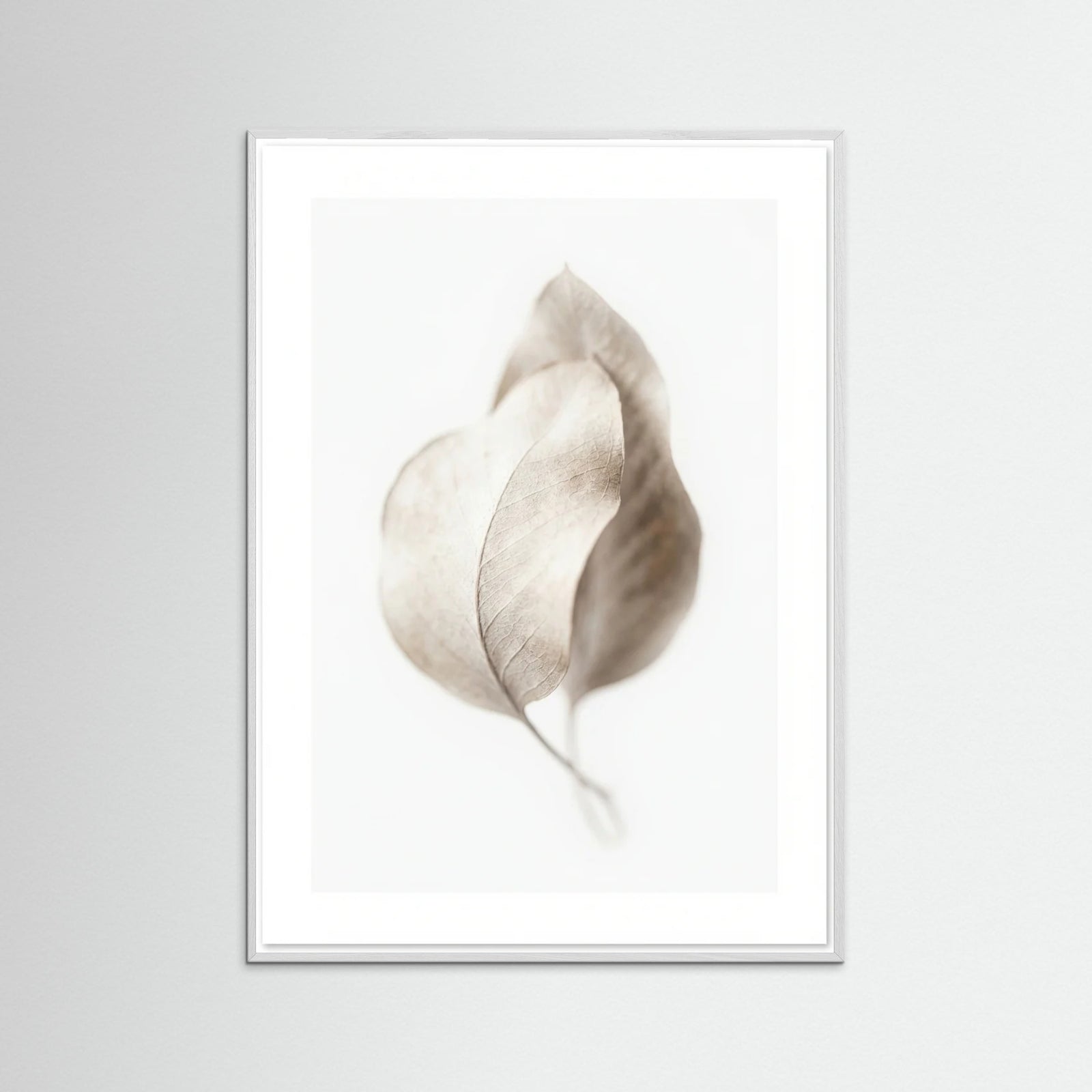 White Wood Whispering Plumes