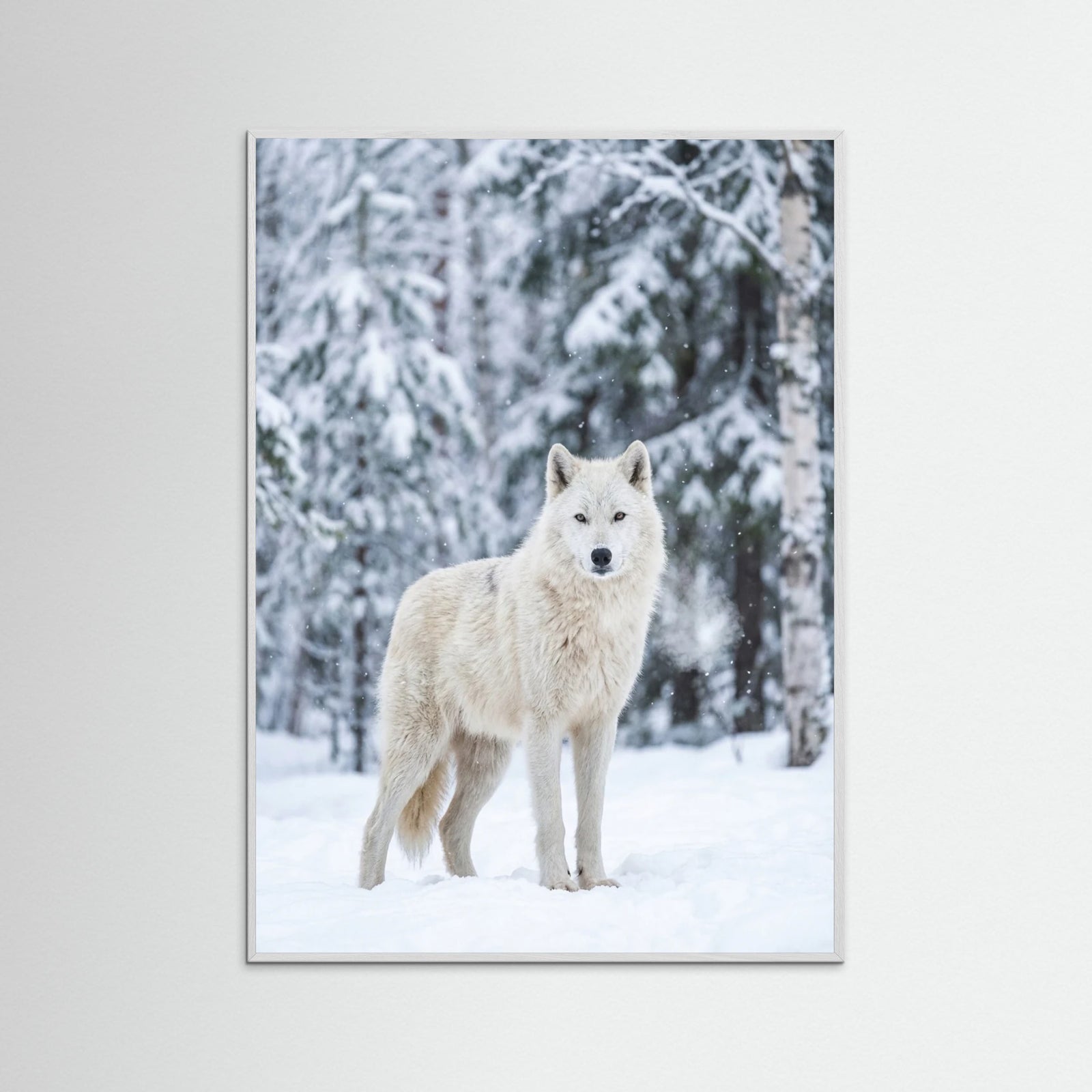 White Wood Winter Majesty