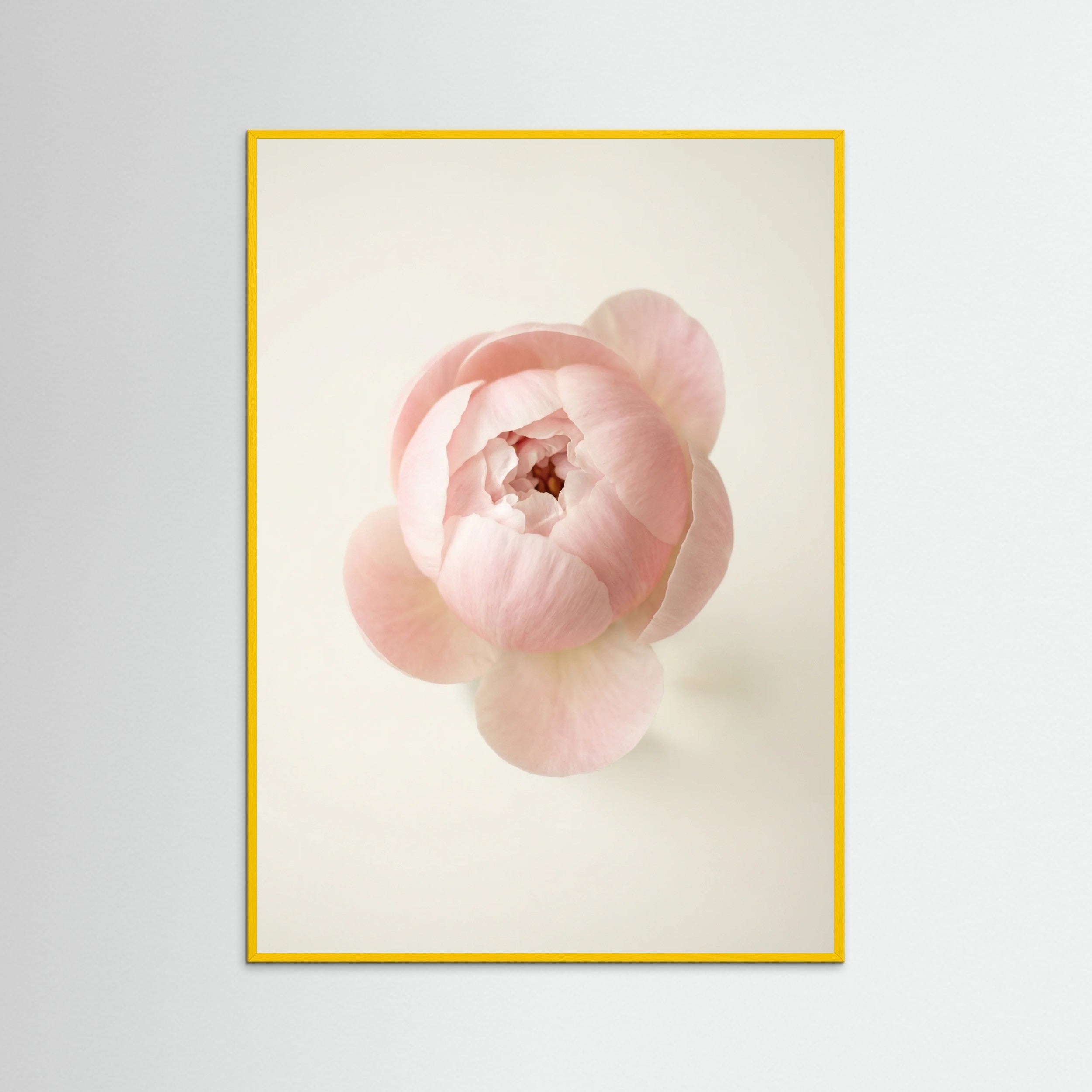 Yellow Wood Blushing Blooms