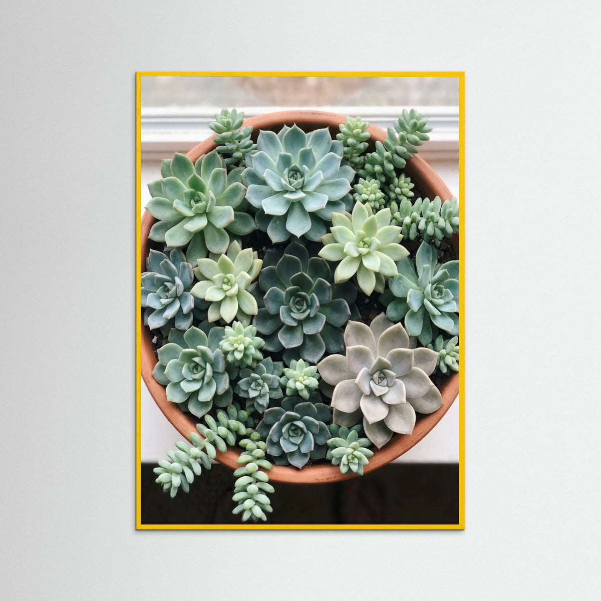 Yellow Wood Desert Bloom