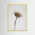 Yellow Wood Dried Umbel Study