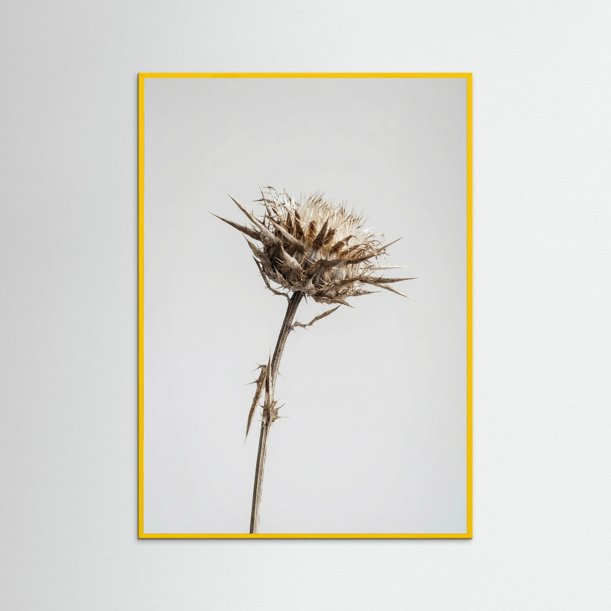 Yellow Wood Dried Umbel Study