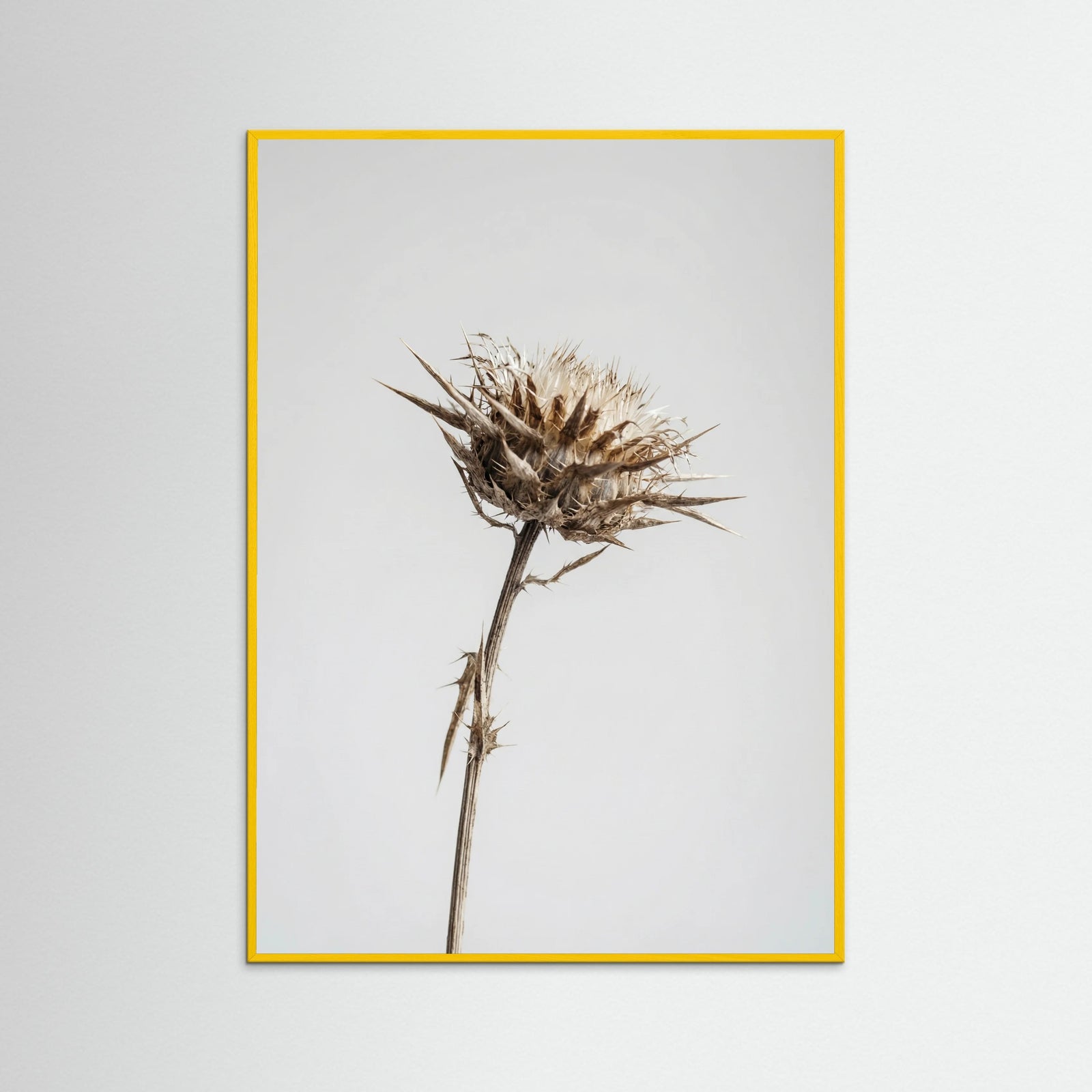Yellow Wood Dried Umbel Study