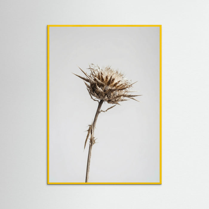 Yellow Wood Dried Umbel Study