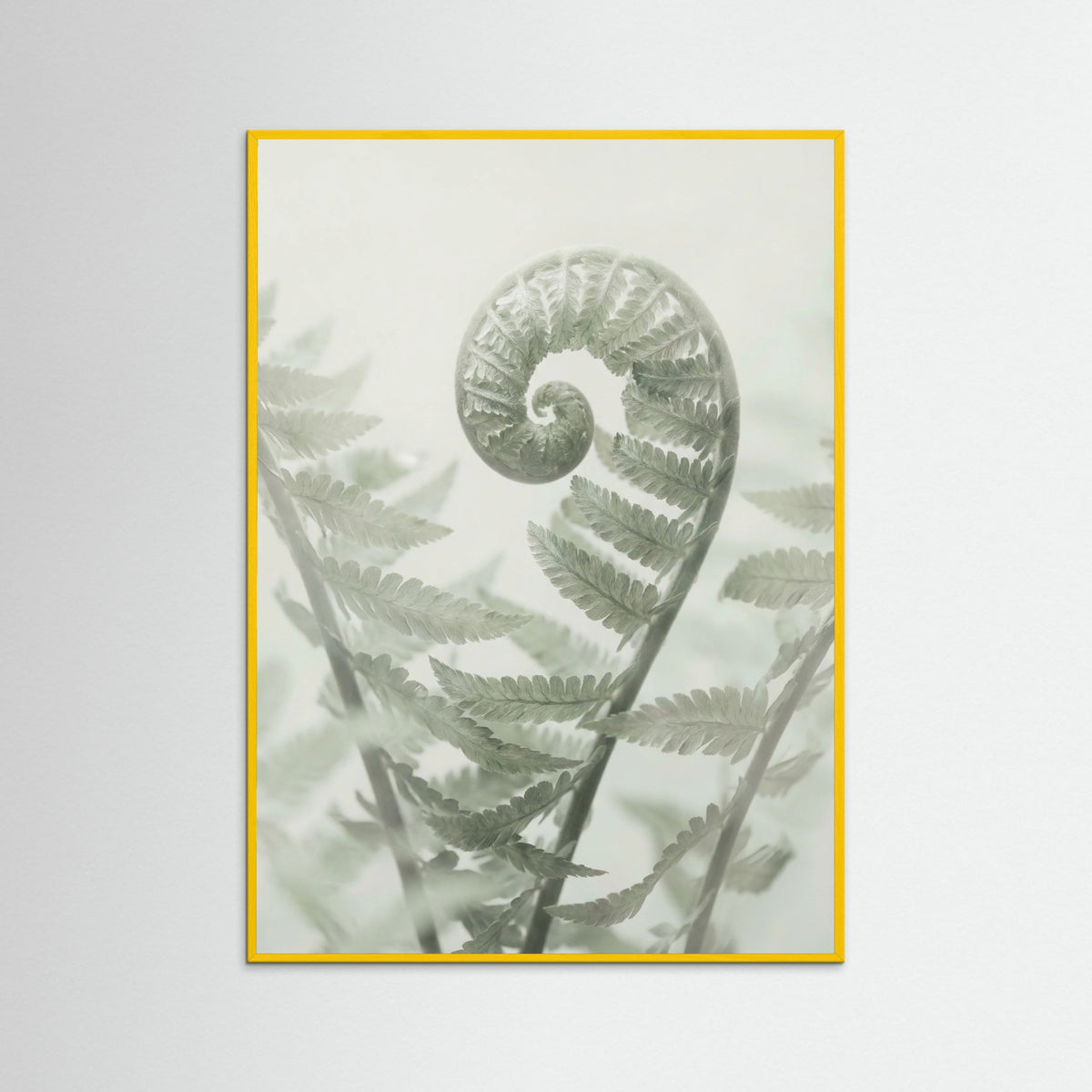 Yellow Wood Ethereal Eucalyptus