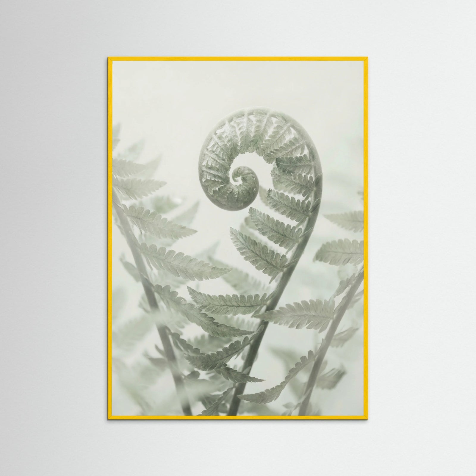 Yellow Wood Ethereal Eucalyptus
