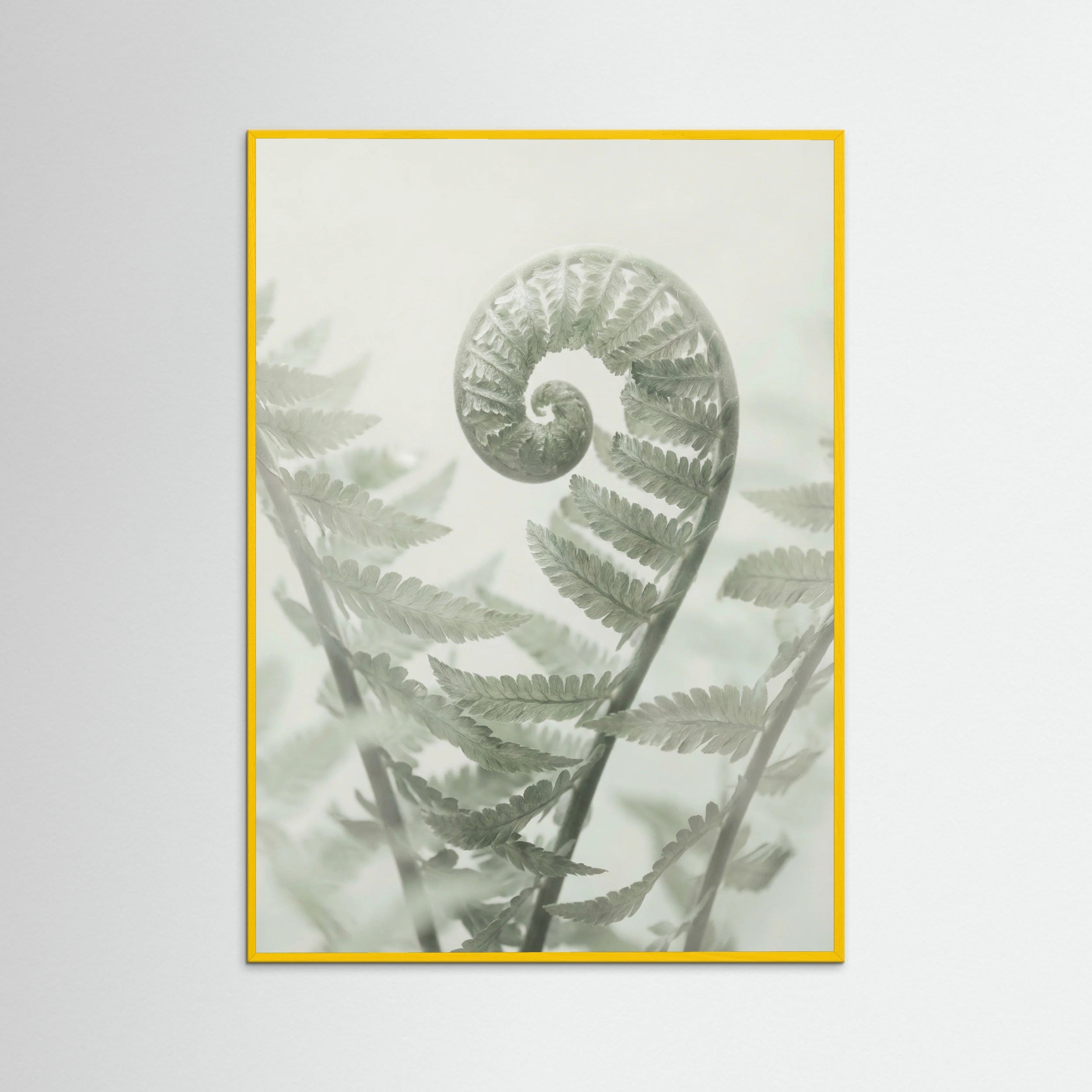 Yellow Wood Ethereal Eucalyptus