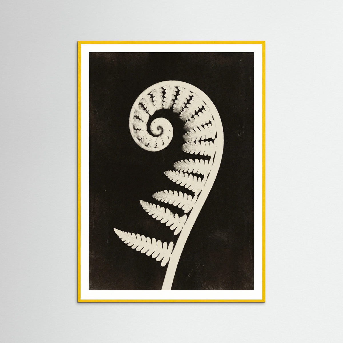 Yellow Wood Goldenrod Specimen