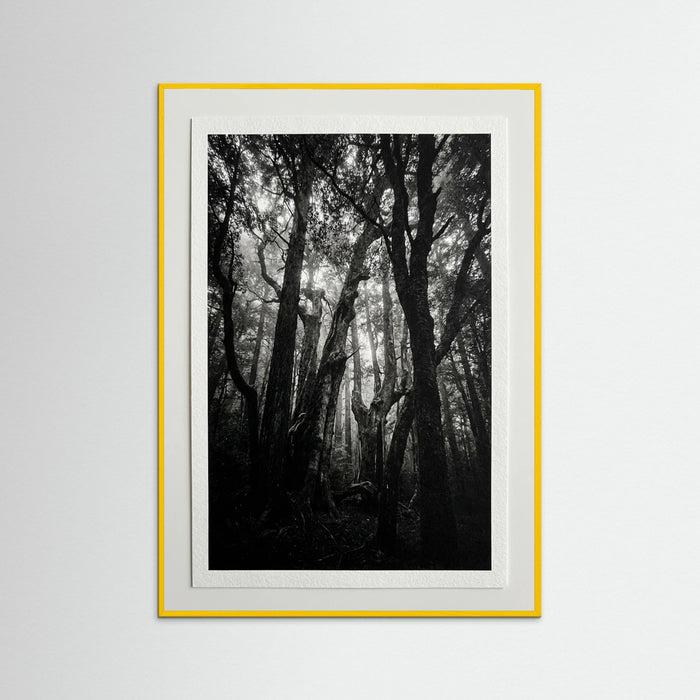 Yellow Wood Monolith Coast