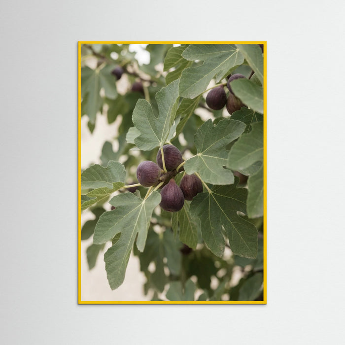Yellow Wood Olive Branch