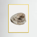 Poster Seashell – poster e stampa artistica