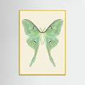 Yellow Wood Silk Moth Specimen