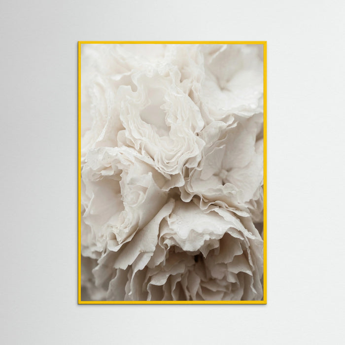 Yellow Wood Soft Petals White