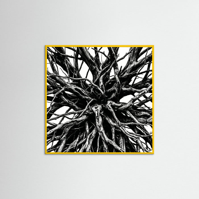 Yellow Wood Square Dense Thicket