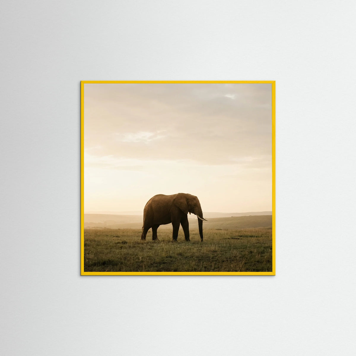 Yellow Wood Square Golden Savannah Solitude