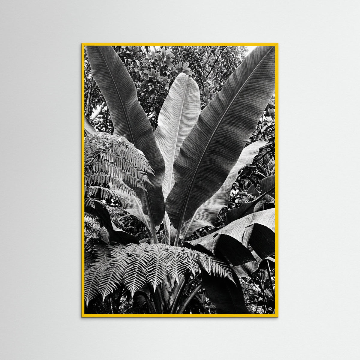 Yellow Wood Tropical Canopy