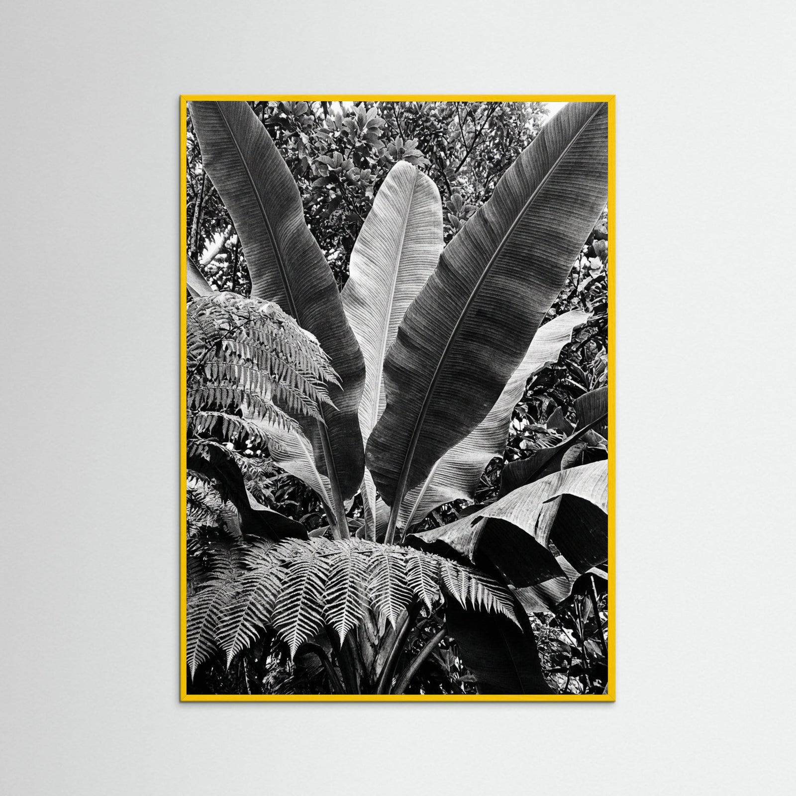 Yellow Wood Tropical Canopy