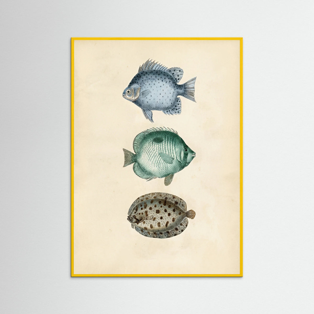 Yellow Wood Vintage Ichthyology Studies