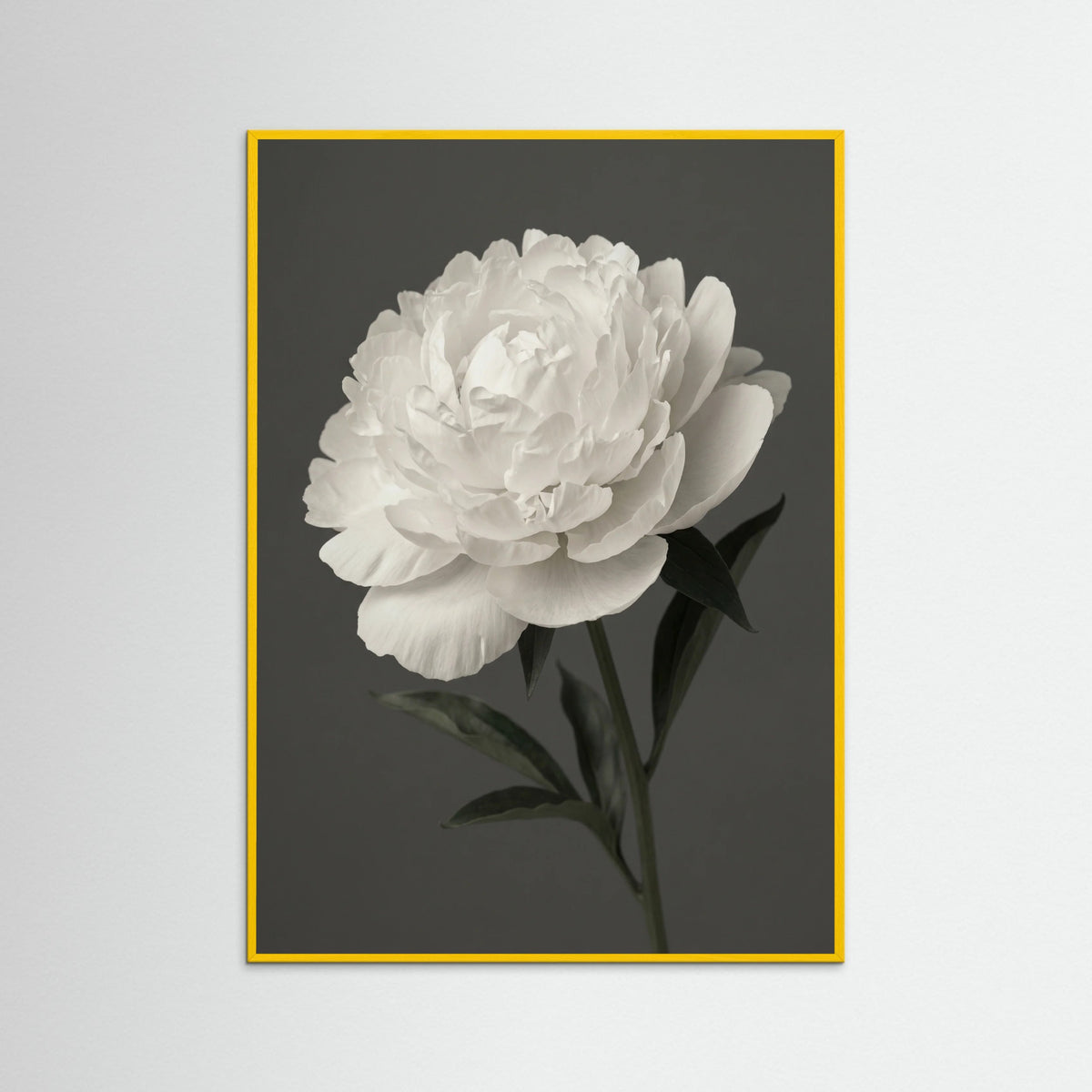 Yellow Wood White Iris Grace