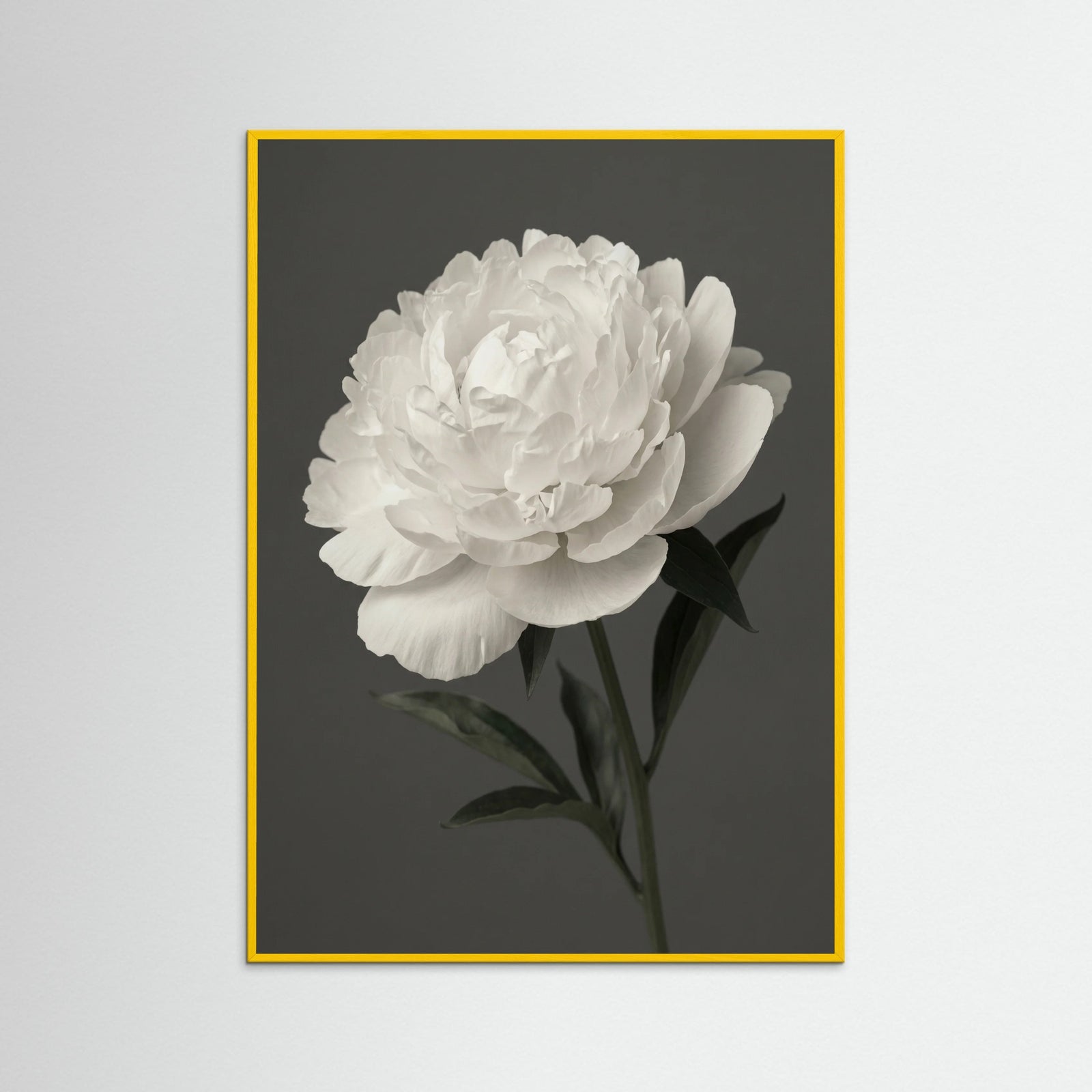 Yellow Wood White Iris Grace