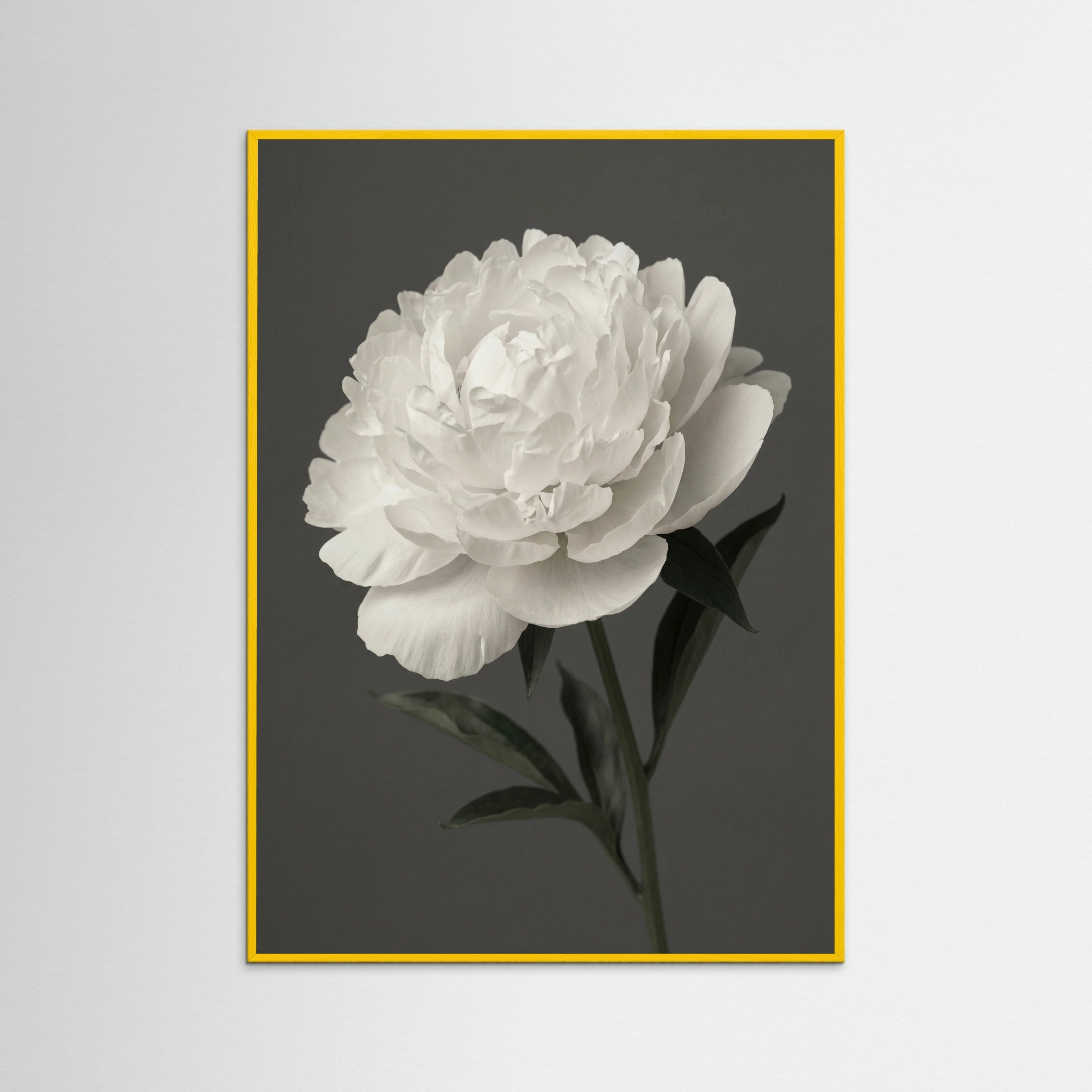 Yellow Wood White Iris Grace