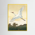 Yellow Wood White Peacock Elegance