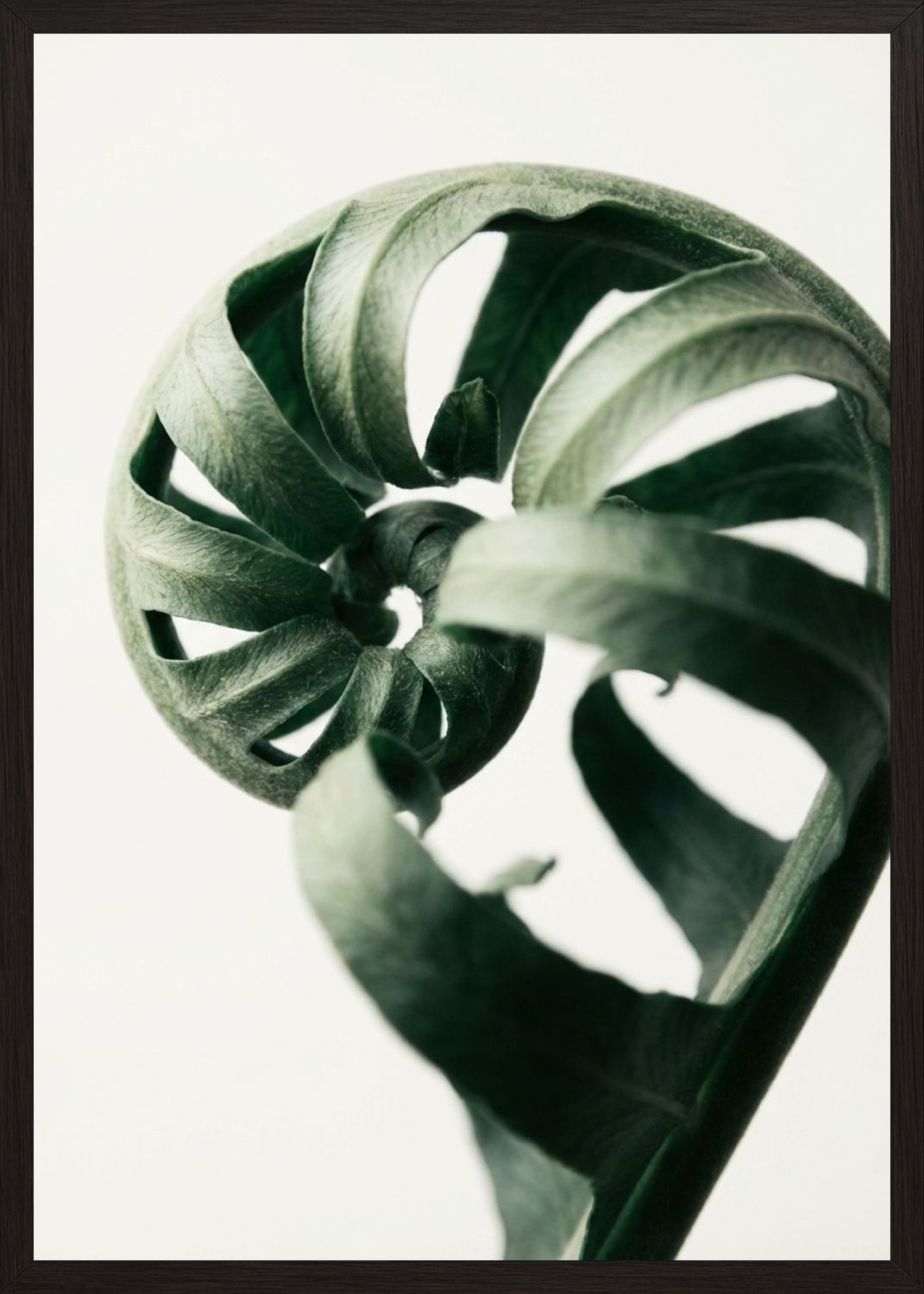 Poster in black frame