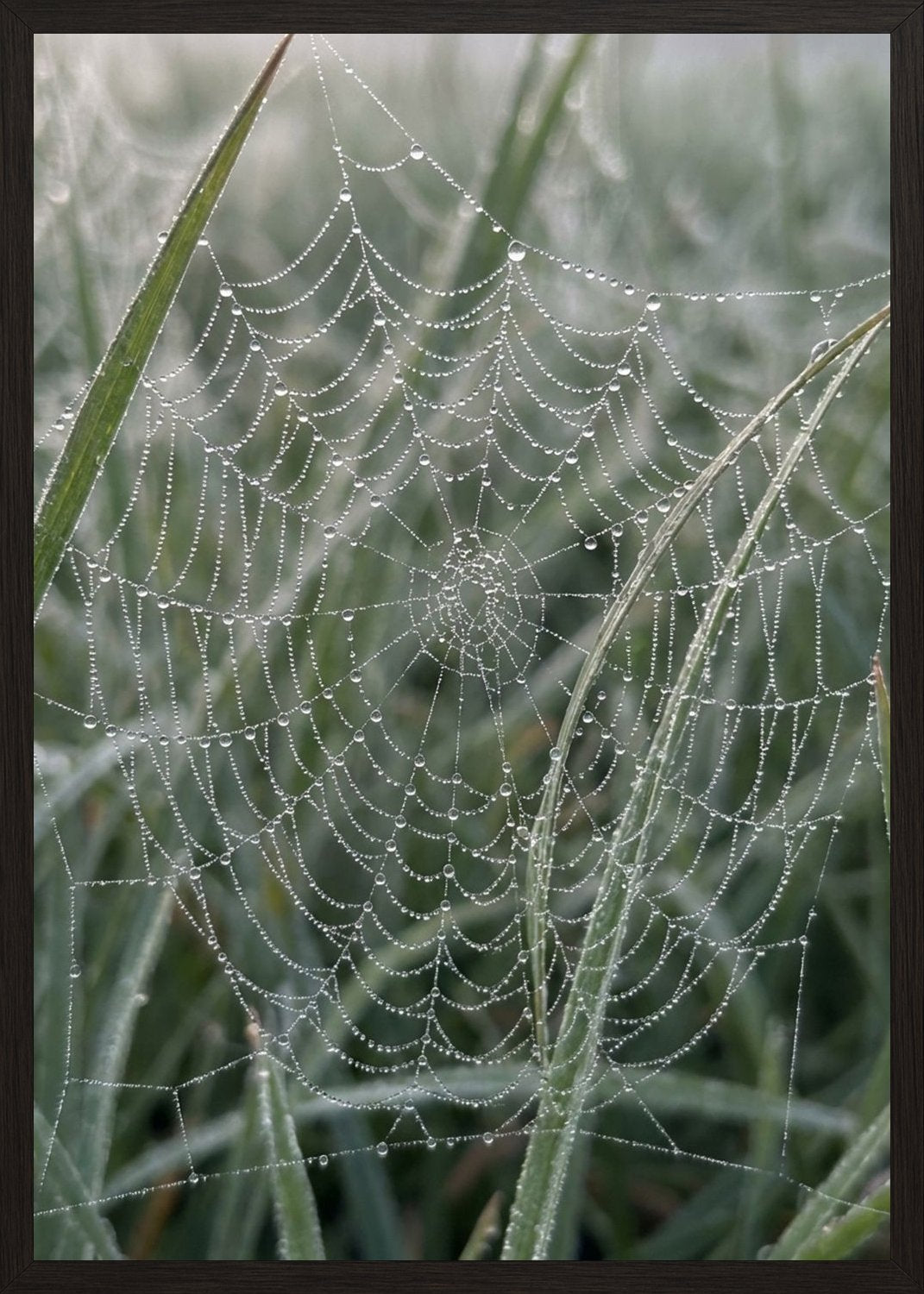 Poster in black frame