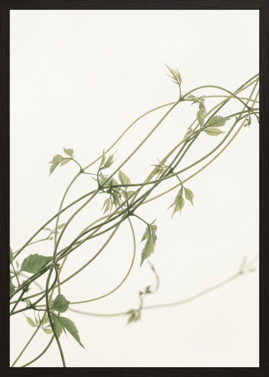 Poster in black frame