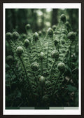 Poster in oak frame