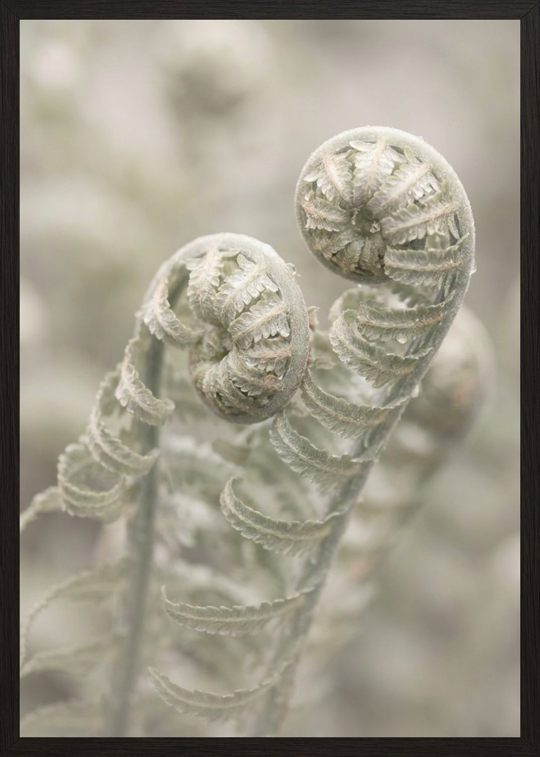 Poster in black frame