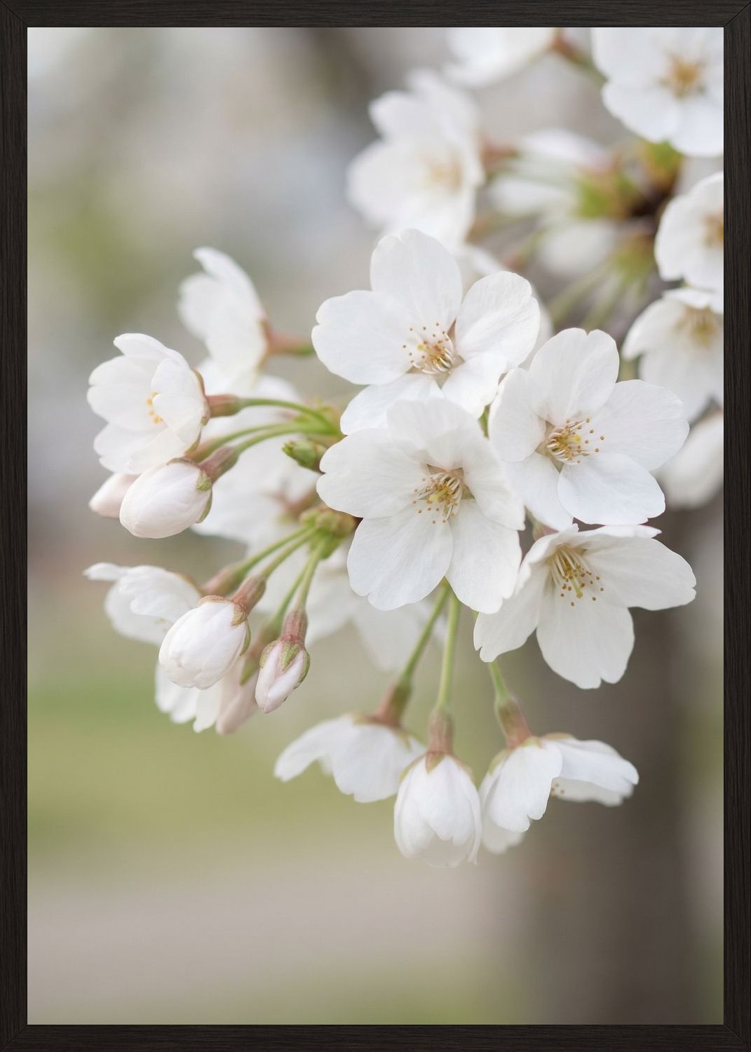 Poster in black frame
