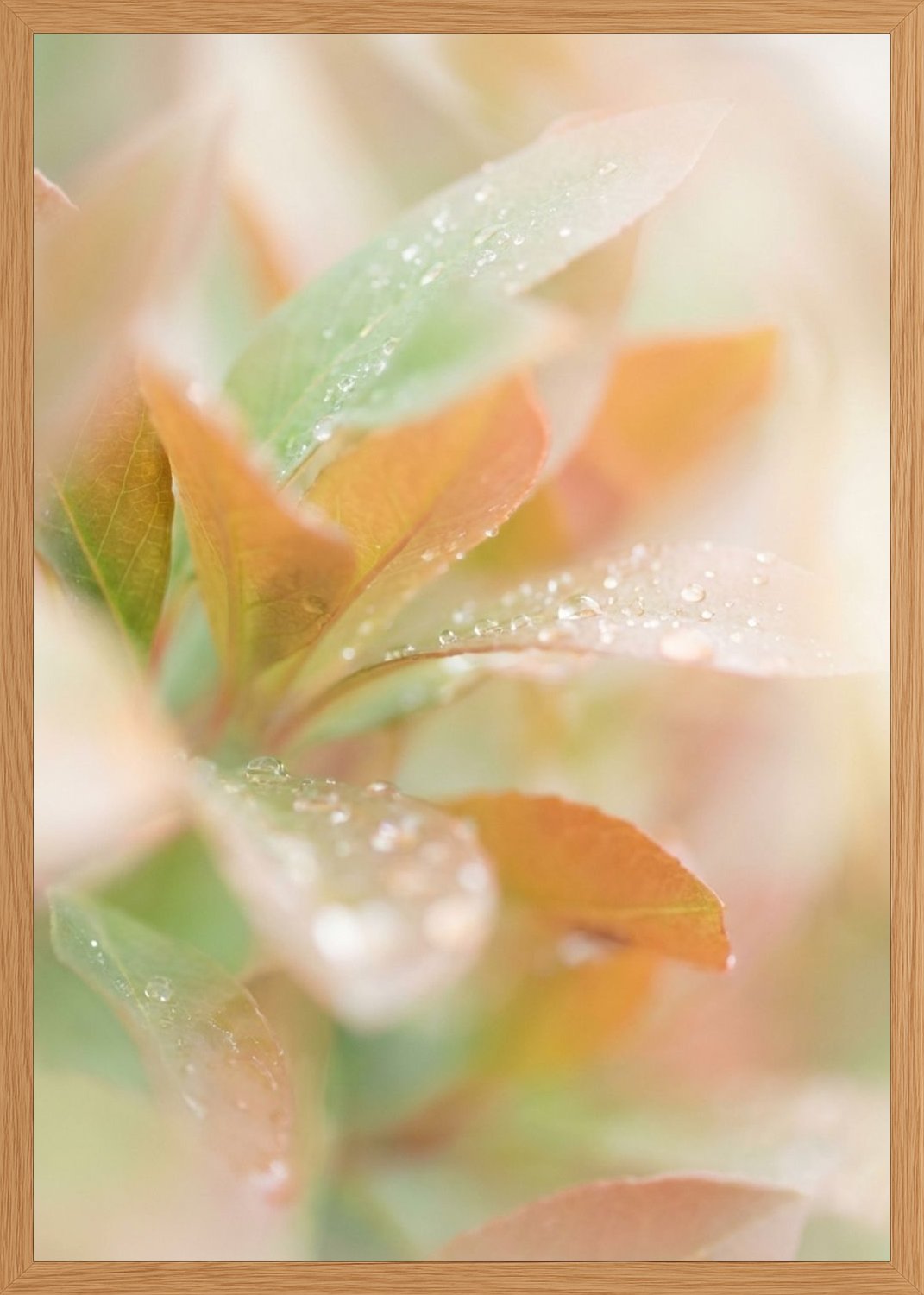 Poster in oak frame