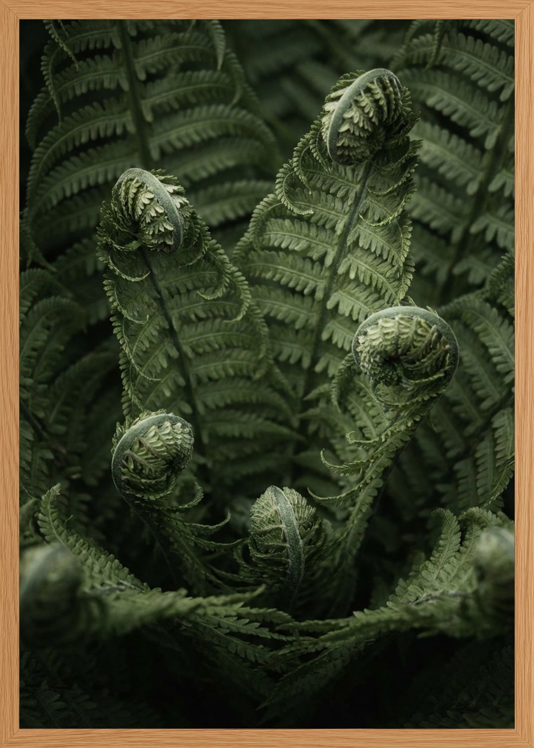 Poster in oak frame