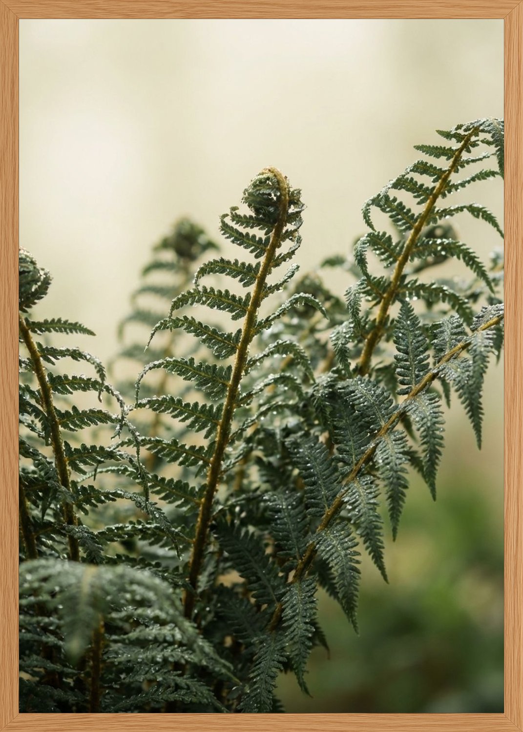 Poster in oak frame