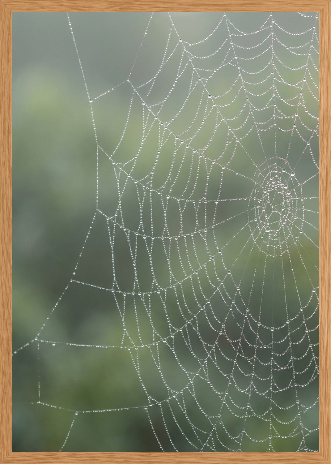 Poster in oak frame