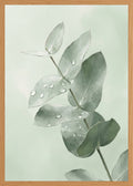 Poster in oak frame