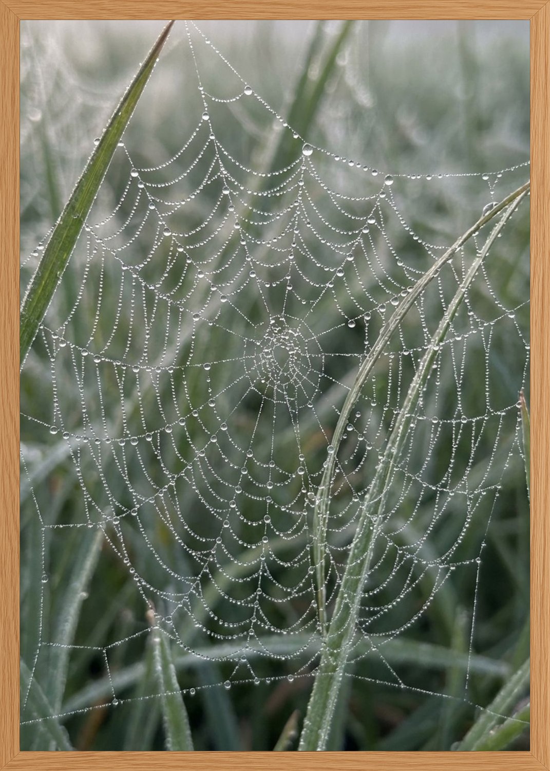 Poster in oak frame