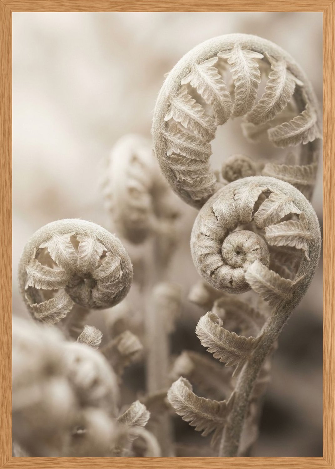 Poster in oak frame
