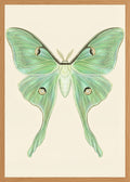 Poster in oak frame