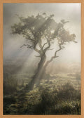 Poster in oak frame