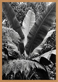 Poster in oak frame