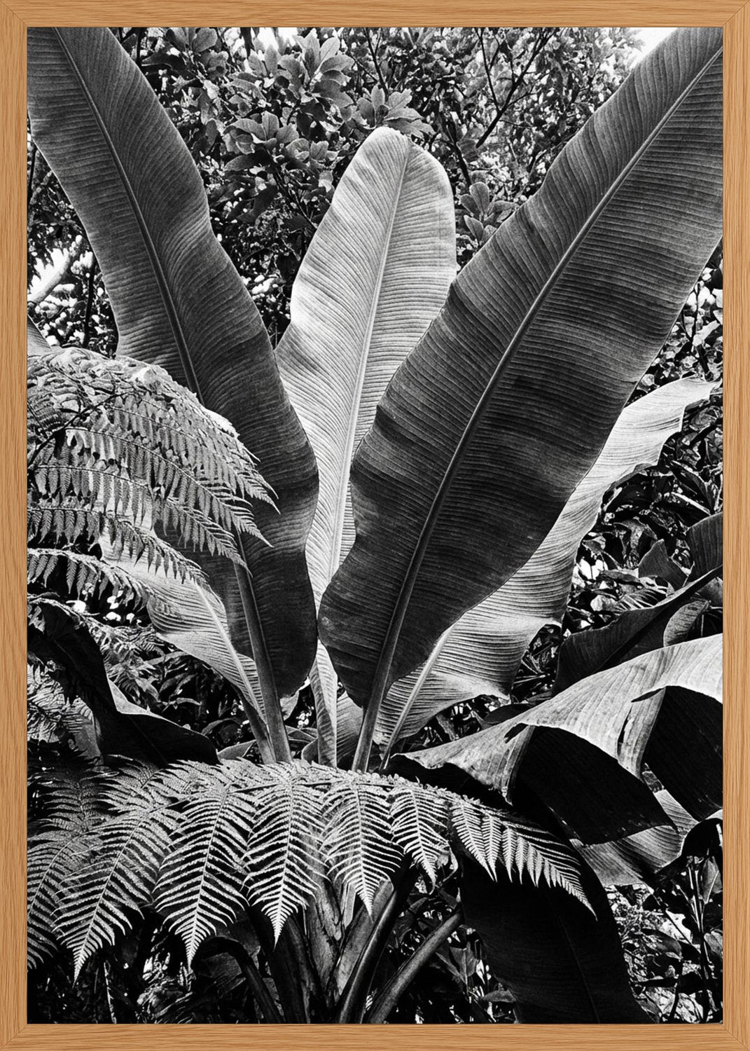 Poster in oak frame