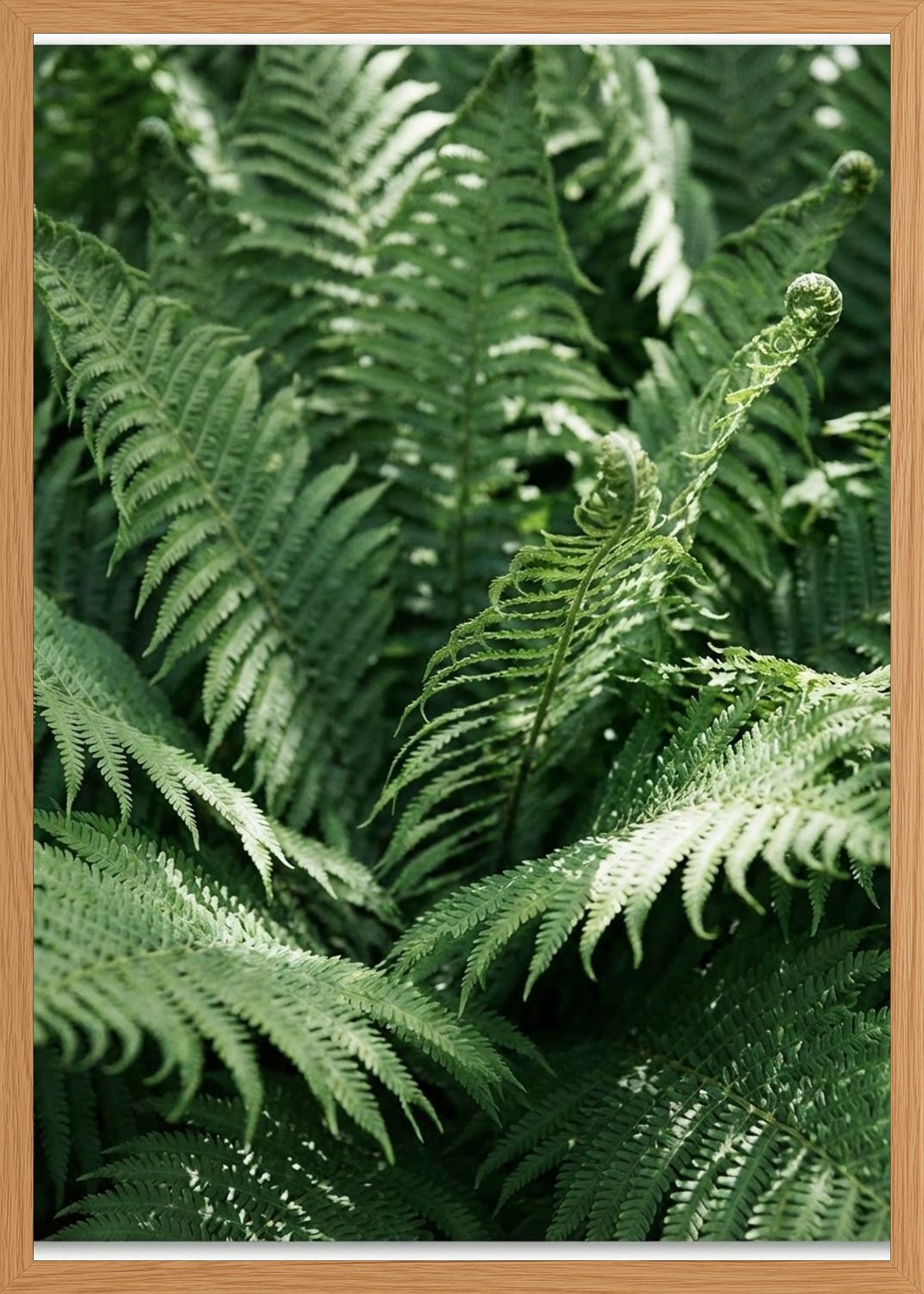 Poster in oak frame