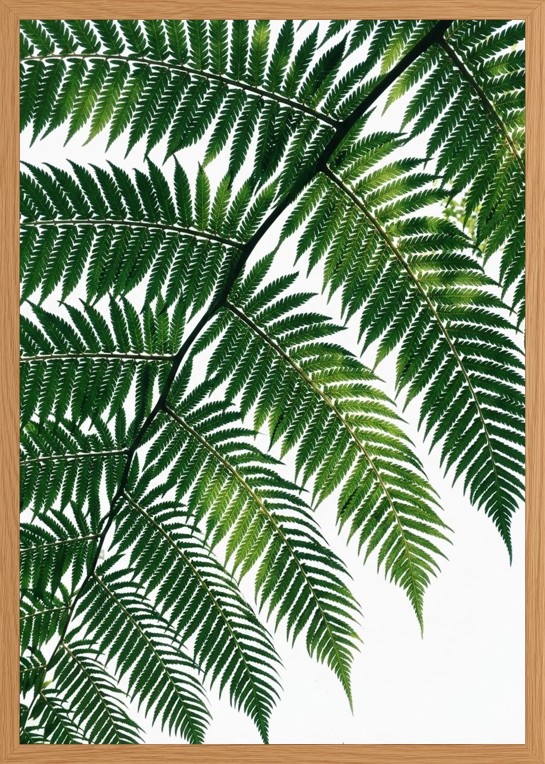 Poster in oak frame