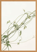 Poster in oak frame